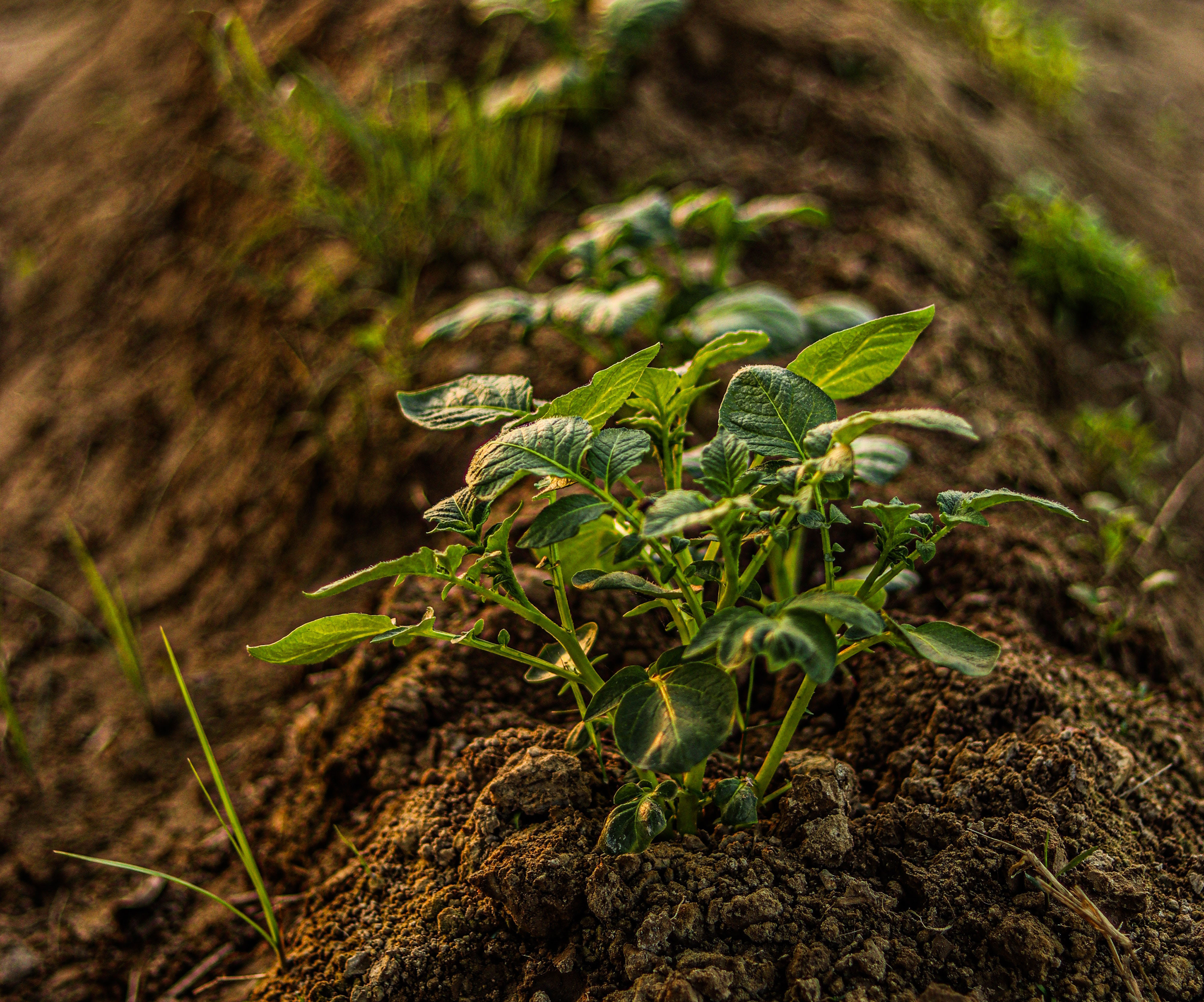 Palm Weevil Control Project And Planting Bushes To Suppport The Environment